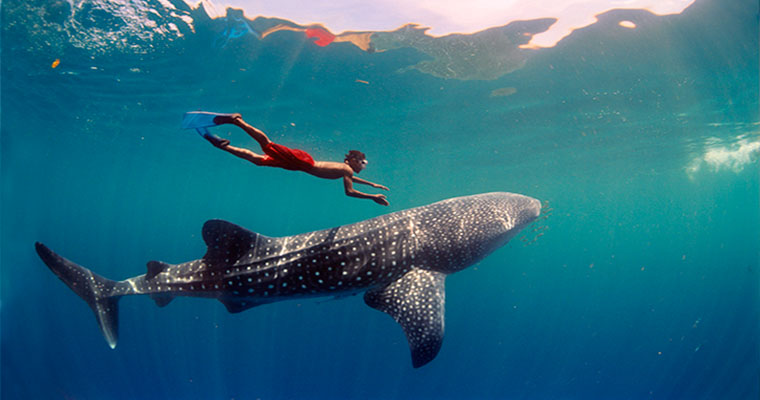 Whale Shark Snorkel 